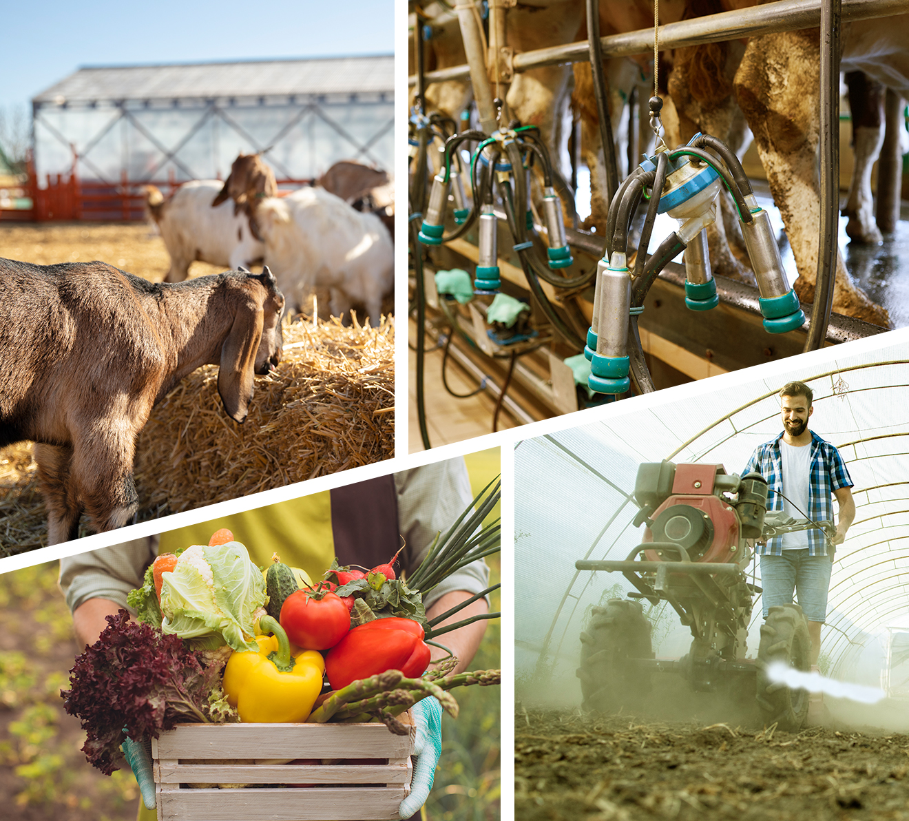 Gıda, Tarım ve Hayvancılık İhracatı